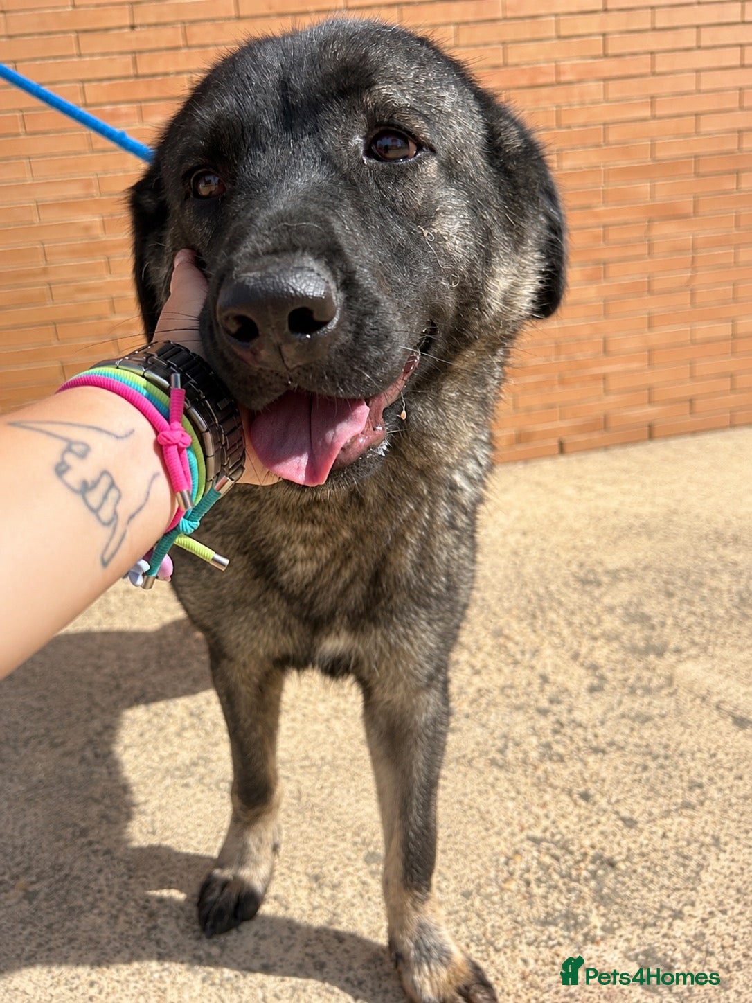 Mixed Breed dogs 💙🐾 PLEASE HELP US FIND LUCIA A HOME 🐾💙 - Advert 1