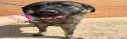 Mixed Breed dogs for adoption: 💙🐾 PLEASE HELP US FIND LUCIA A HOME 🐾💙 - Advert 1