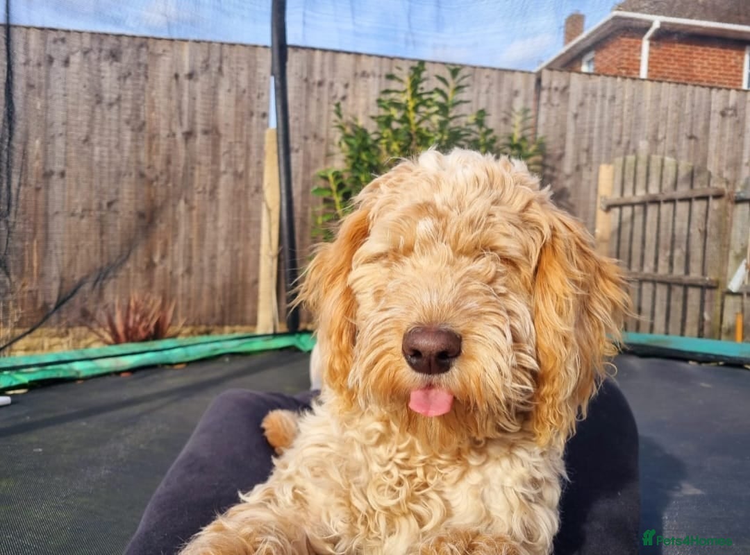 Cockapoo dogs for sale: F1 Cockerpoo 1 year old - Male - Image 2