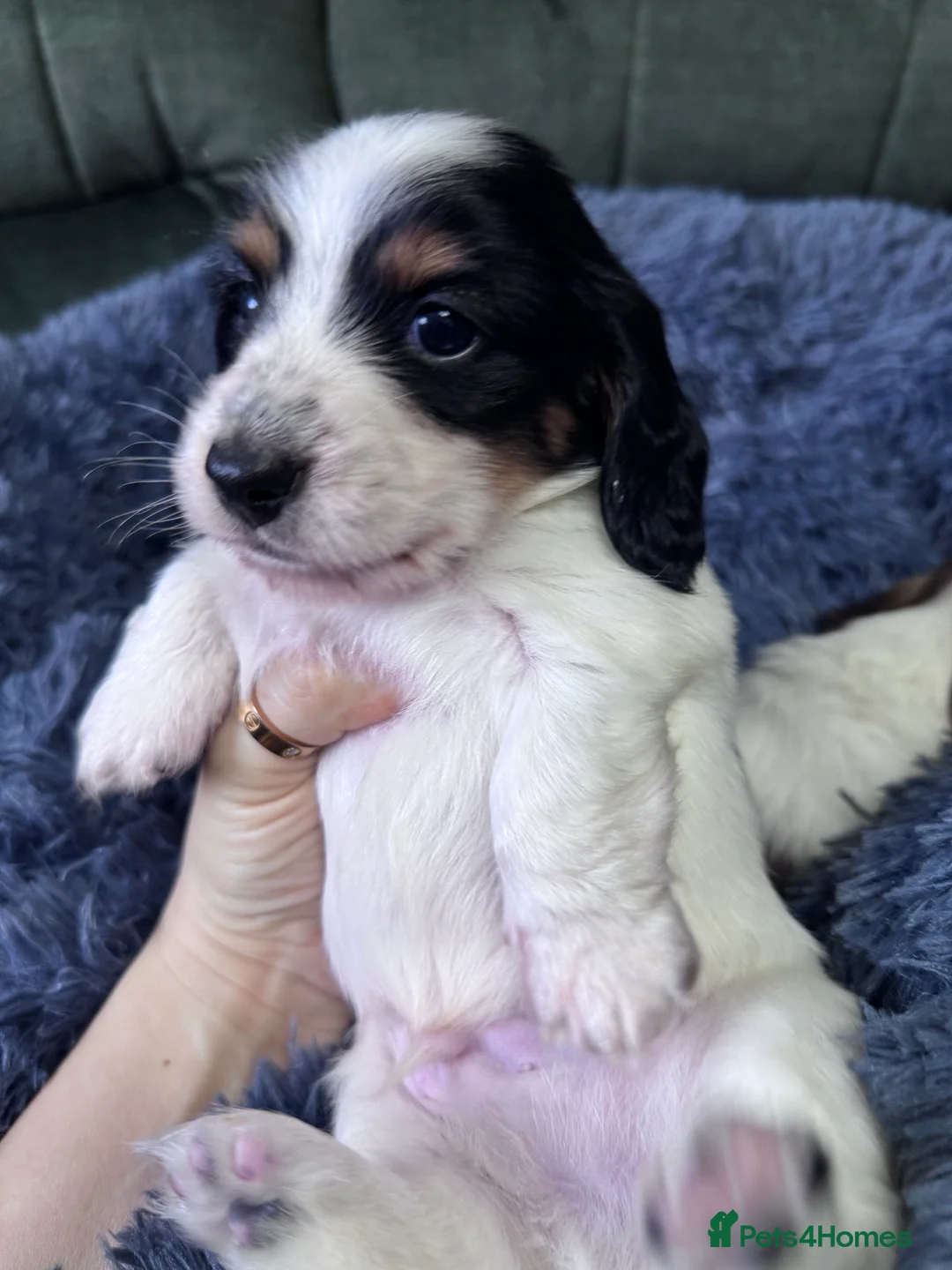 Miniature Dachshund dogs for sale: 2 piebald miniature long haired dachshund puppies  - Advert 8