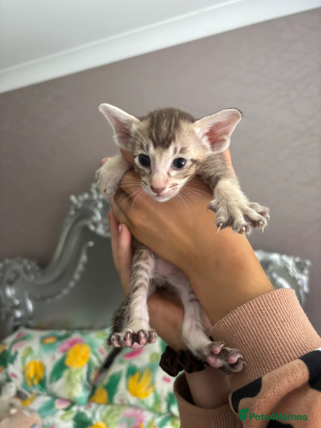 Oriental cats for sale: Oriental and Siamese - Advert 7