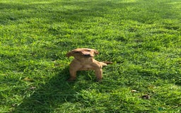 Labrador Retriever dogs for sale: 7 month old lab  - Image 1