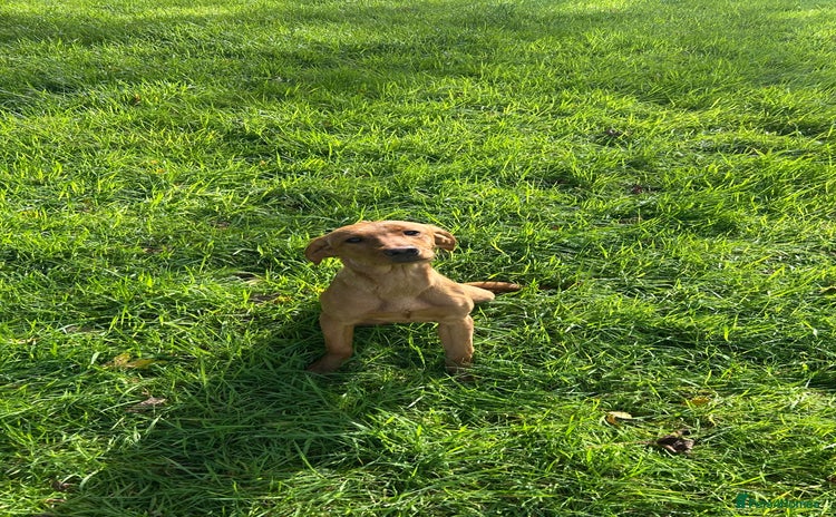 Labrador Retriever dogs - Advert 8