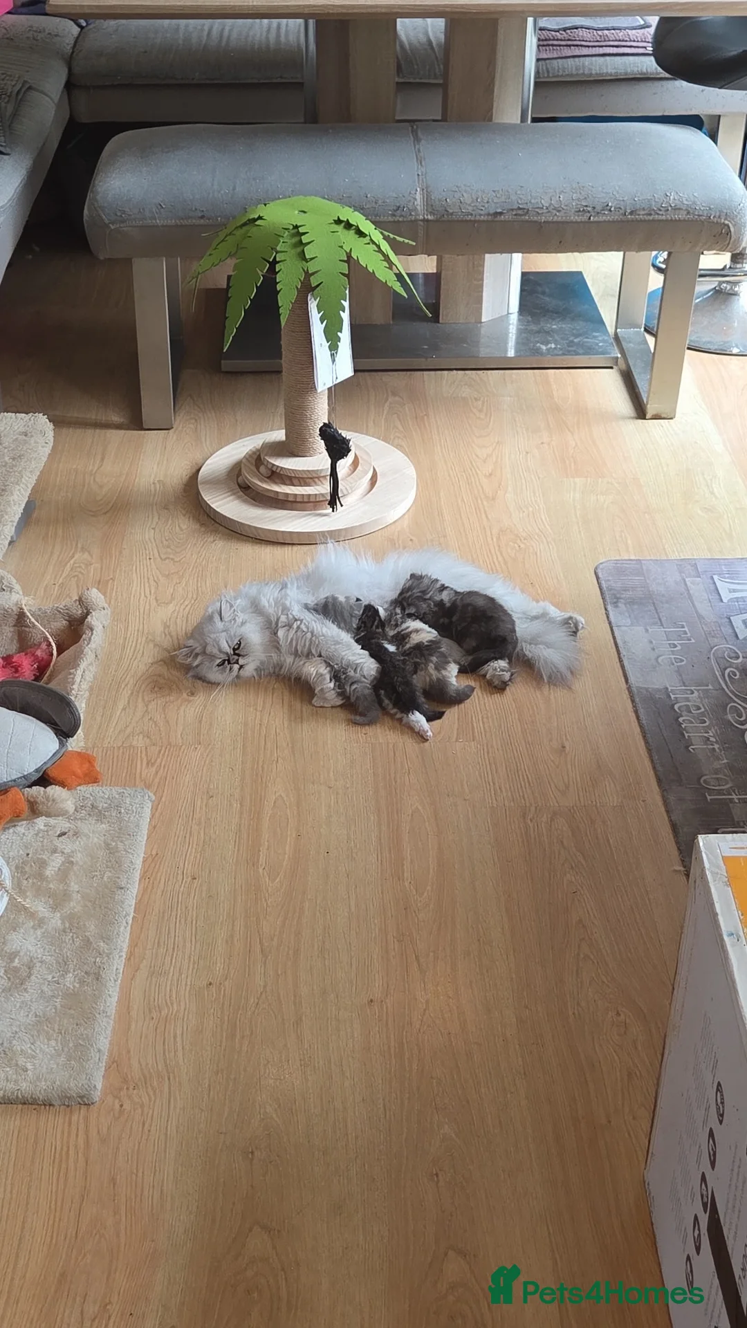 Persian cats for sale: Only 2 gorgeous female persian chinchill left now  - Advert 1