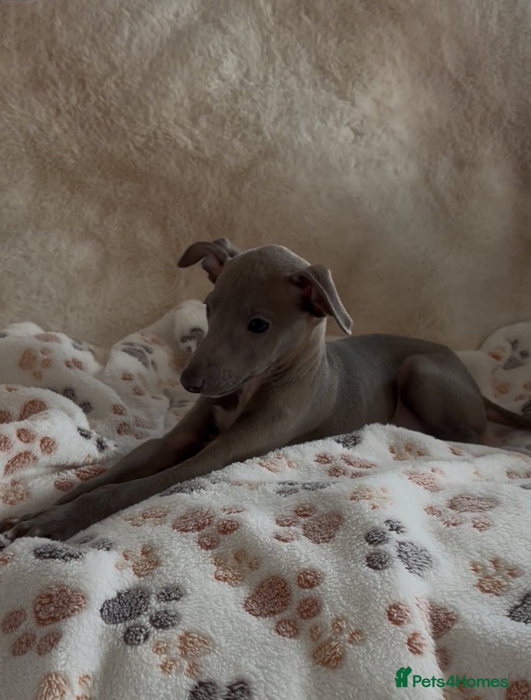 Italian Greyhound dogs for sale: 2 beautiful cream and blue boys - Advert 4