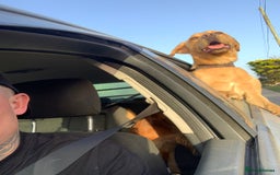 Labrador Retriever dogs for sale: My Boy Lenny - Labrador  - Image 13