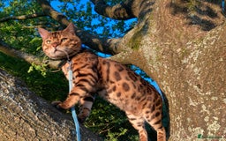 Bengal cats for sale: Bengal Kittens For Sale (4 Left) - Image 18