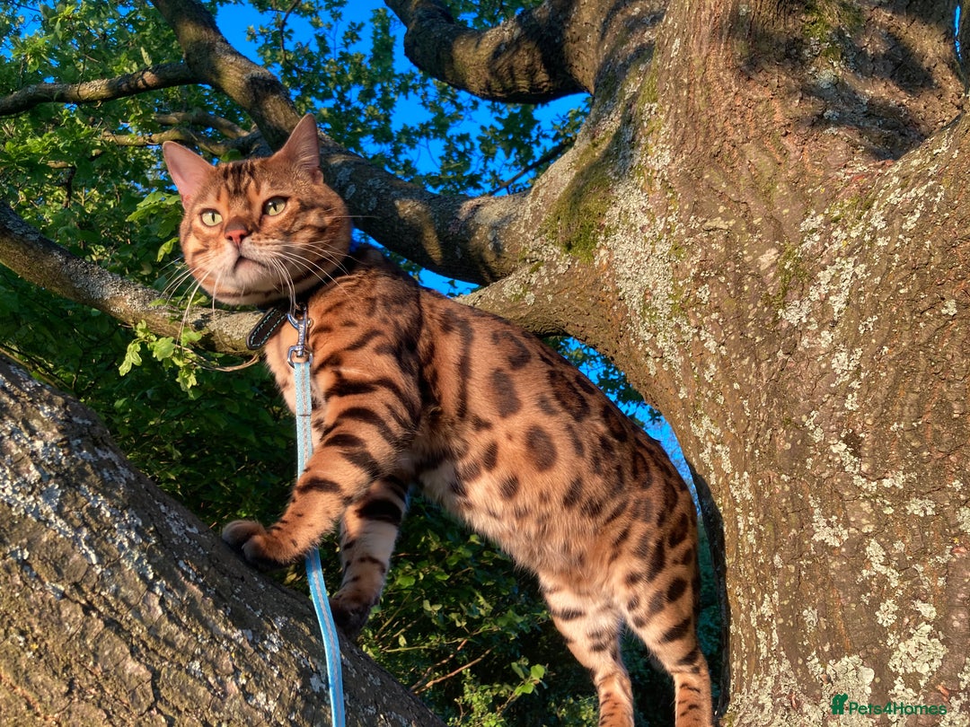 Bengal cats for sale: Bengal Kittens For Sale (4 Left) - Image 18