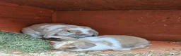 Mini Lop rabbits for sale: Mother & Bunnie for sale together  - Advert 6