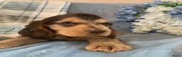 Cocker Spaniel dogs for sale: Show type cocker spaniel puppy’s  - Advert 18