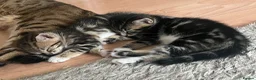 Bengal cats for sale: Beautiful Bengal × Norwegian Forest Kittens in Wallington - Advert 5