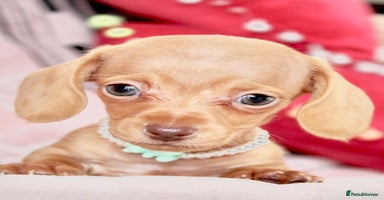 Miniature Dachshund dogs - Advert 2