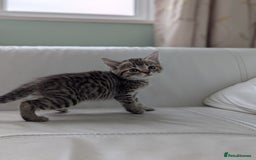 Domestic Shorthair cats for sale: 7 kittens are looking for new home - Image 10