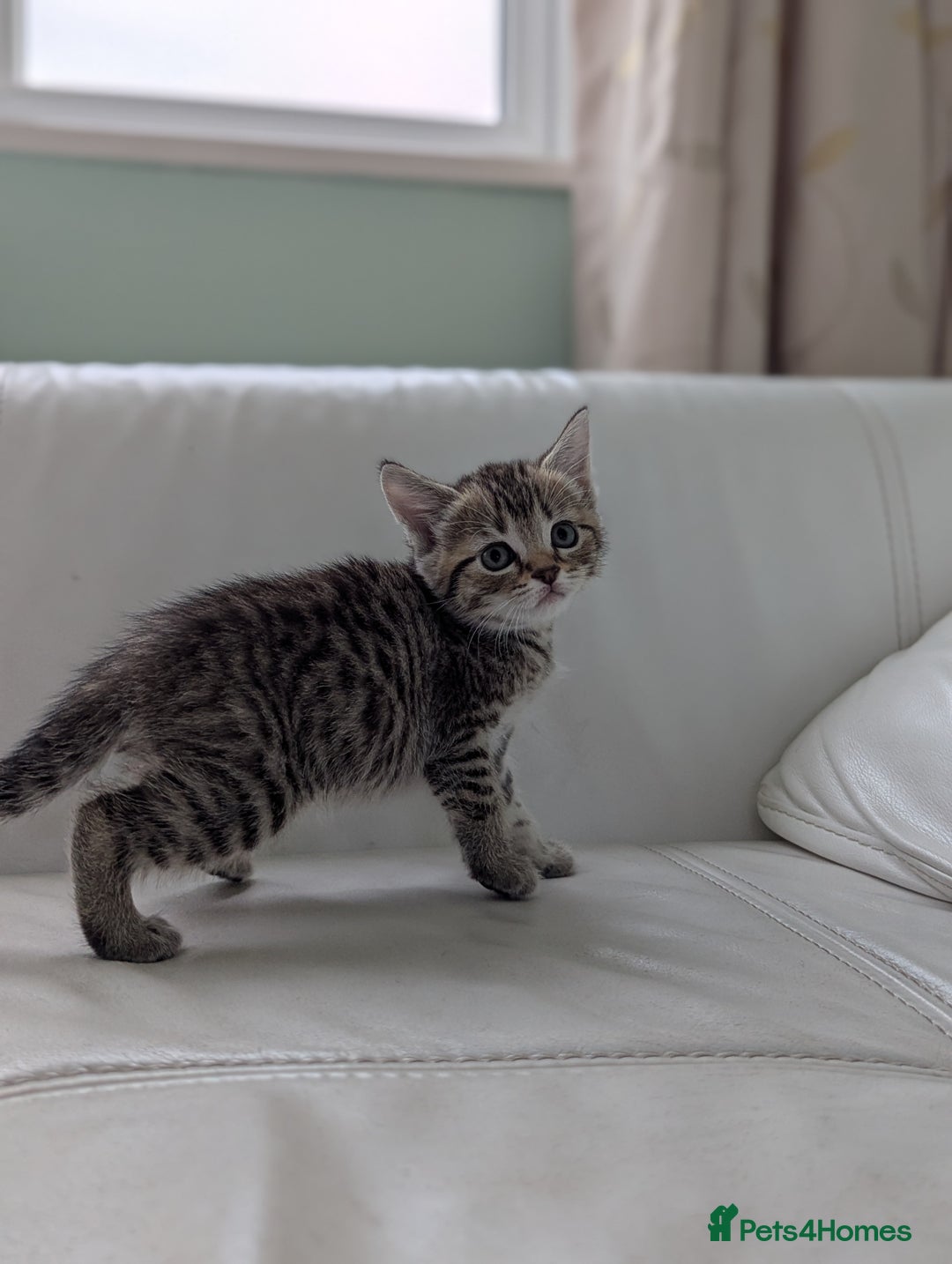 Domestic Shorthair cats for sale: 7 kittens are looking for new home - Image 10