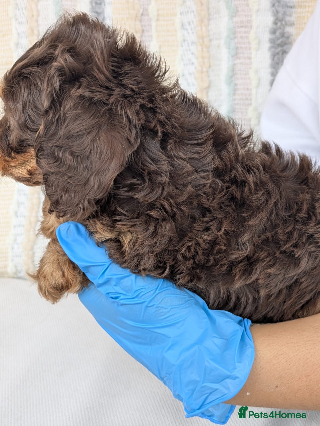 Doxiepoo dogs for sale: Adorable PRA clear daxipoos hypoallergenic  - Image 21
