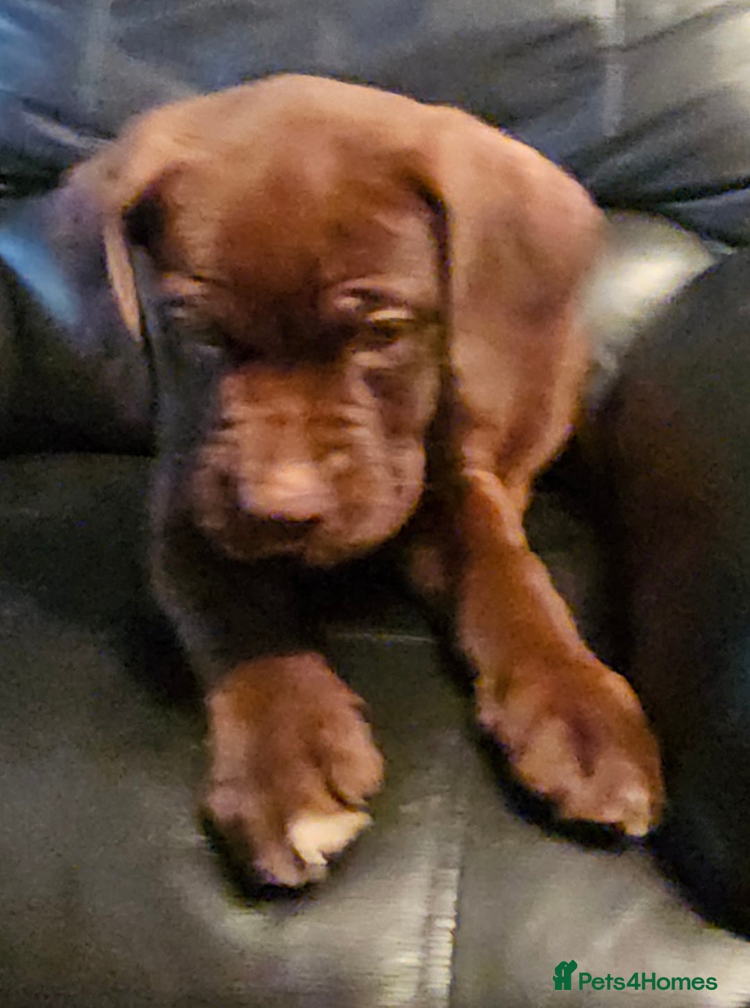 Mastiff dogs for sale: Mastiff Hybrids  - Image 16