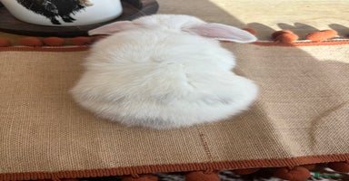 Mini Lop rabbits - Advert 13