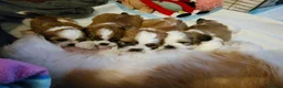 Shih Tzu dogs for stud: Handsome Shih Tzu available for stud - Advert 8