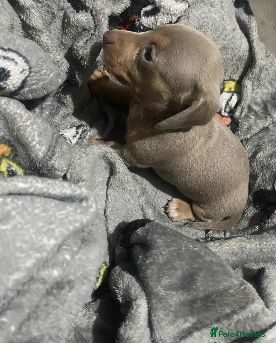 Miniature Dachshund dogs for sale: Miniature dachshund girls - Advert 3