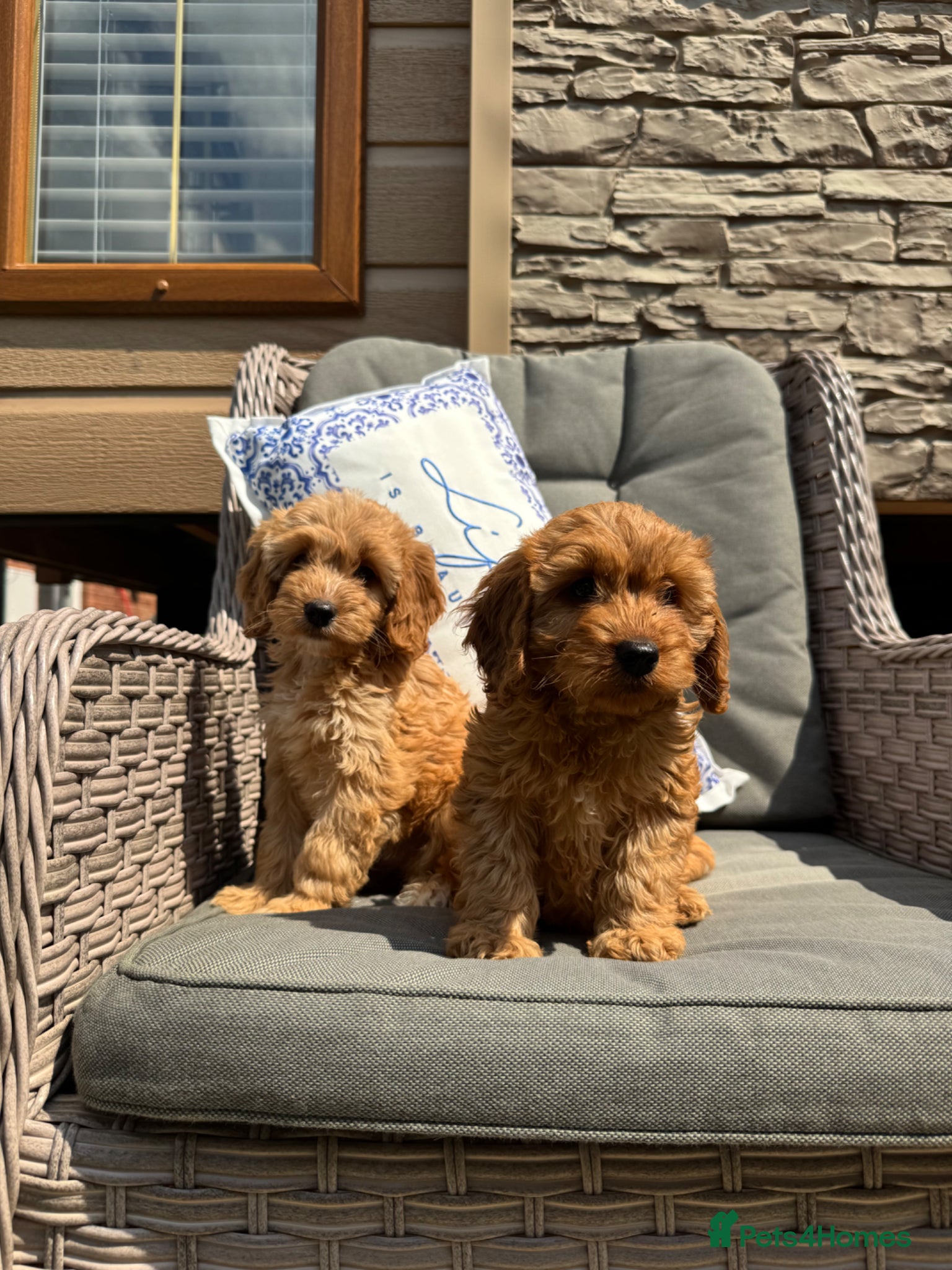 Cockapoo dogs F1 PRA CLEAR COCKAPOOS(council licensed breeder) - Advert 2