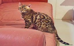 Bengal cats for sale: Brown rosetted male bengal kitten - Image 3