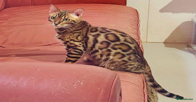 Bengal cats - Advert 2