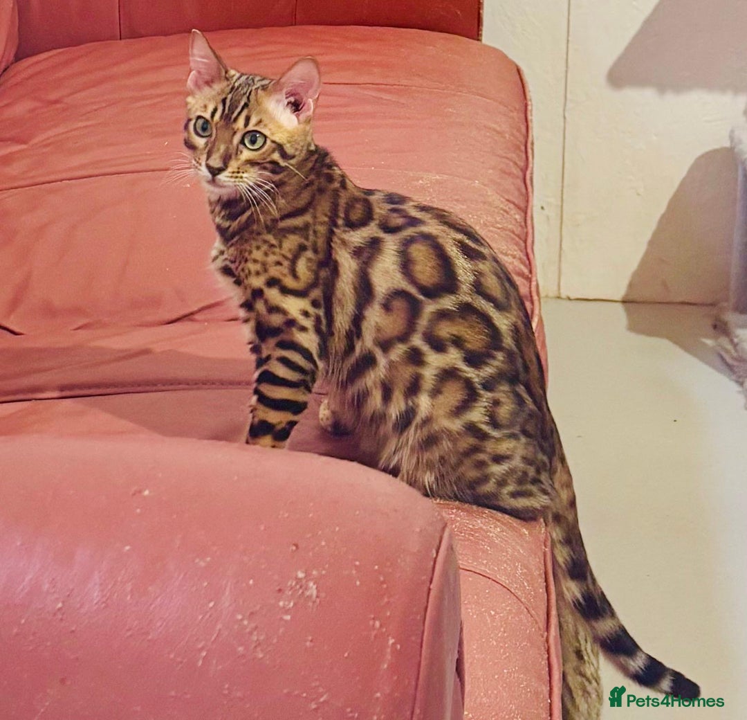 Bengal cats for sale: Brown rosetted male bengal kitten - Image 3