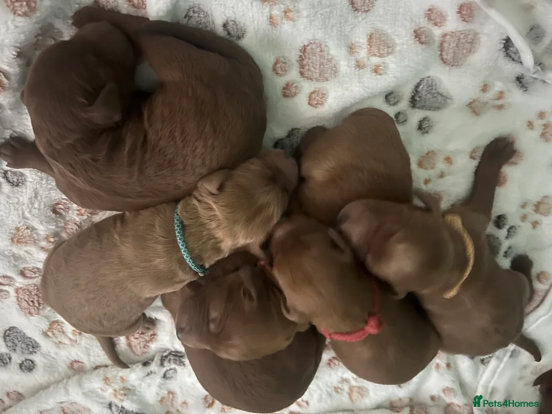 Goldendoodle dogs for sale: Miniture F1B Irish doodles health tested parents  - Advert 4