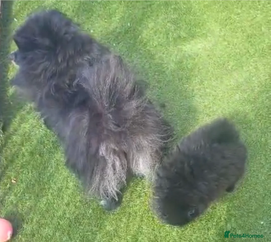 Pomeranian dogs for sale: Stunning health tested Pomeranian Boy  - Advert 2