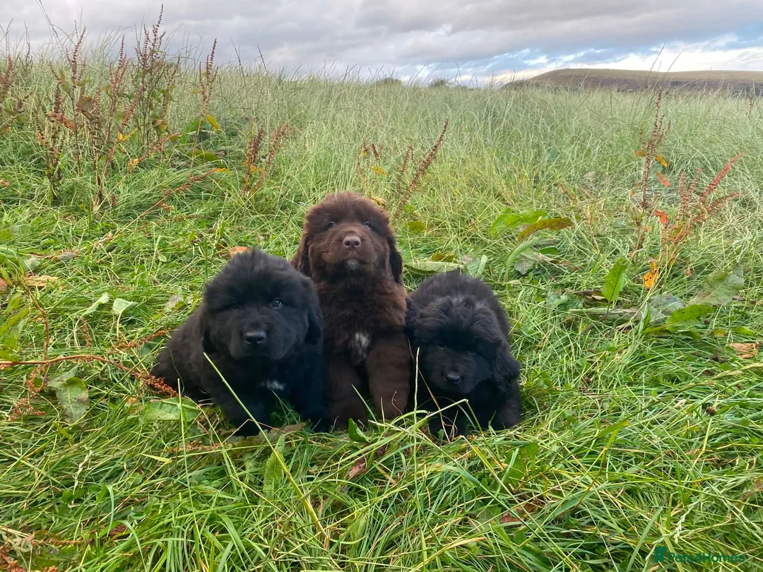 Newfoundland dogs for sale: Georgeous Newfoundland Puppies  - Advert 1