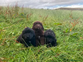 Newfoundland dogs Georgeous Newfoundland Puppies - Advert 1