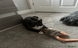 British Shorthair cats for sale: Beautiful blue and white siblings  - Advert 2