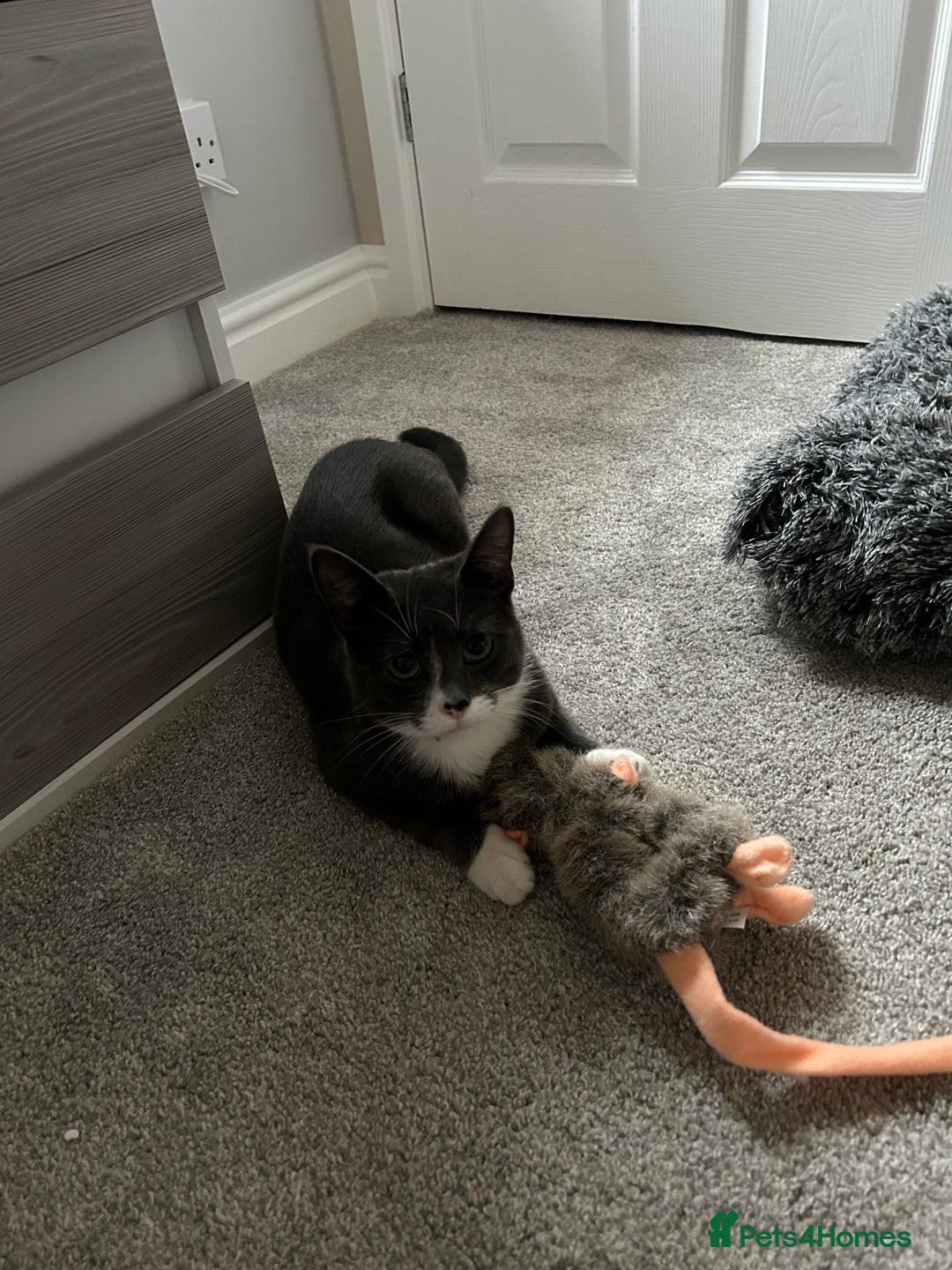 British Shorthair cats for sale: Beautiful blue and white siblings  - Advert 2