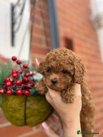 Toy Poodle dogs Tiny Toy Poodles 🩷💙 - Advert 6