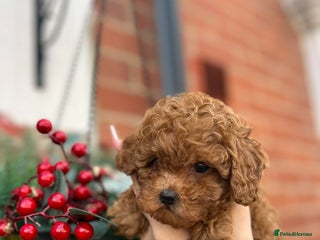Toy Poodle dogs Teacup Poodles 🩷💙 - Advert 2