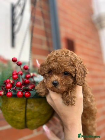 Toy Poodle dogs Teacup Poodles 🩷💙 - Advert 1