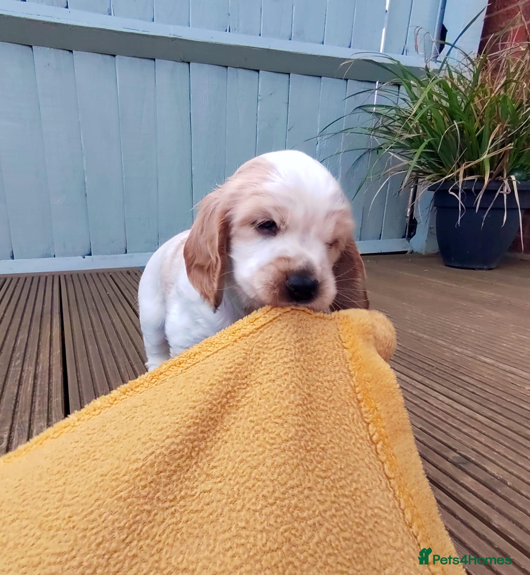 Cocker Spaniel dogs for sale: KC REG COCKER SPANIEL/ *swap considered* - Advert 8