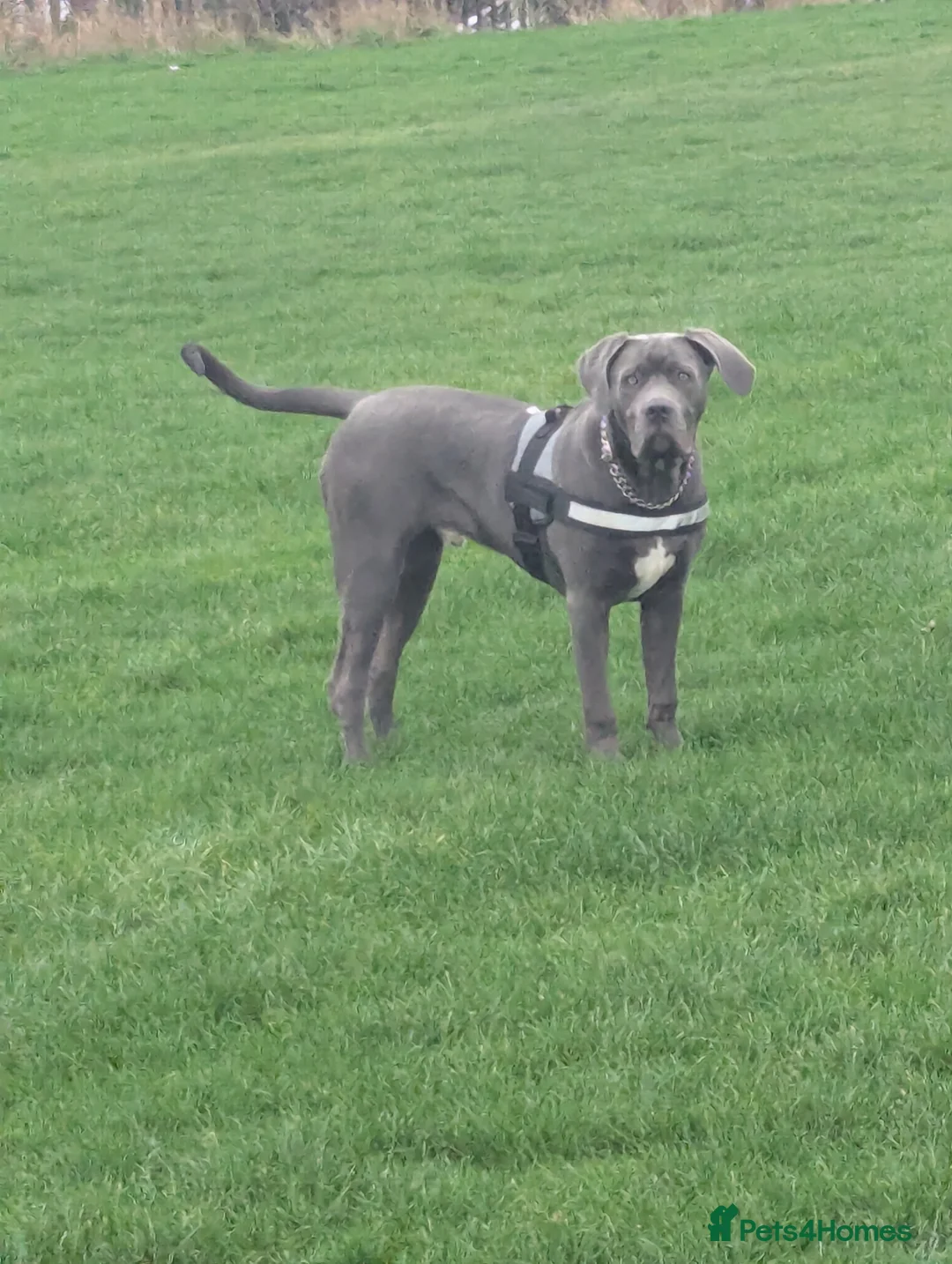 Cane Corso dogs for sale: Gorgeous Cane Corso - Advert 1