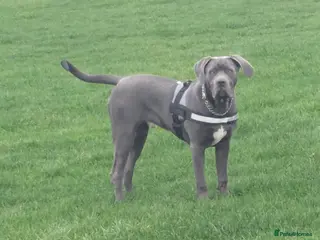 Cane Corso dogs Gorgeous Cane Corso - Advert 2