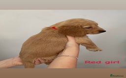 Mixed Breed dogs for sale: Gorgeous Labrador X Cockerpoo puppies in Bromley - Image 4
