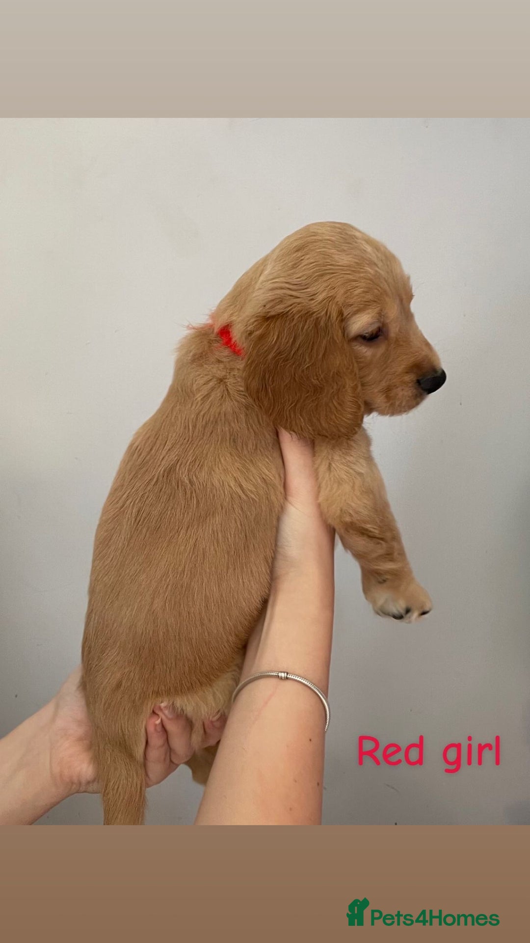 Mixed Breed dogs for sale: Gorgeous Labrador X Cockerpoo puppies in Bromley - Image 4