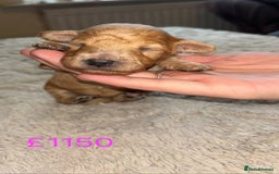 Cockapoo dogs for sale: Cockapoo puppies 🐶 - Image 3