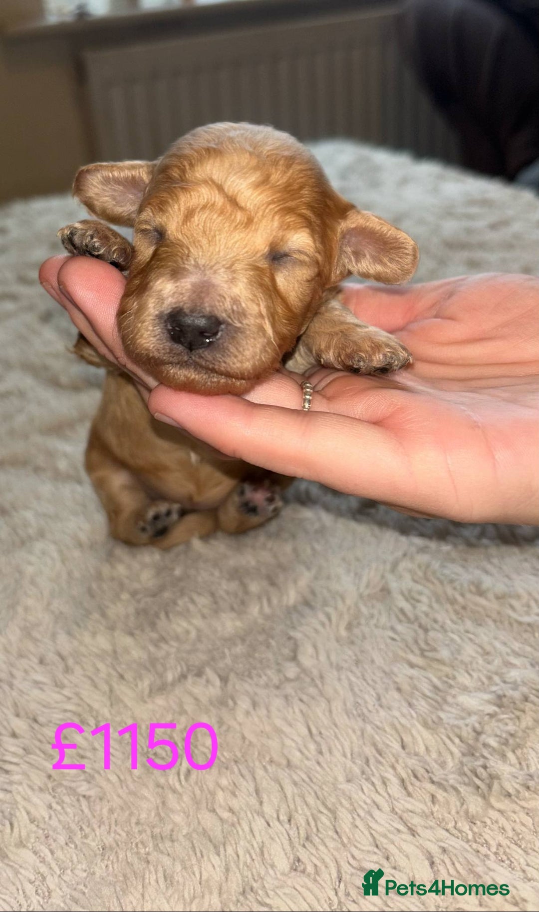 Cockapoo dogs for sale: Cockapoo puppies 🐶 - Image 3