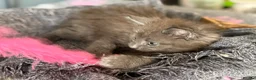 Maine Coon cats for sale: Beautiful Maine Coon kittens **READY NOW*** - Advert 32