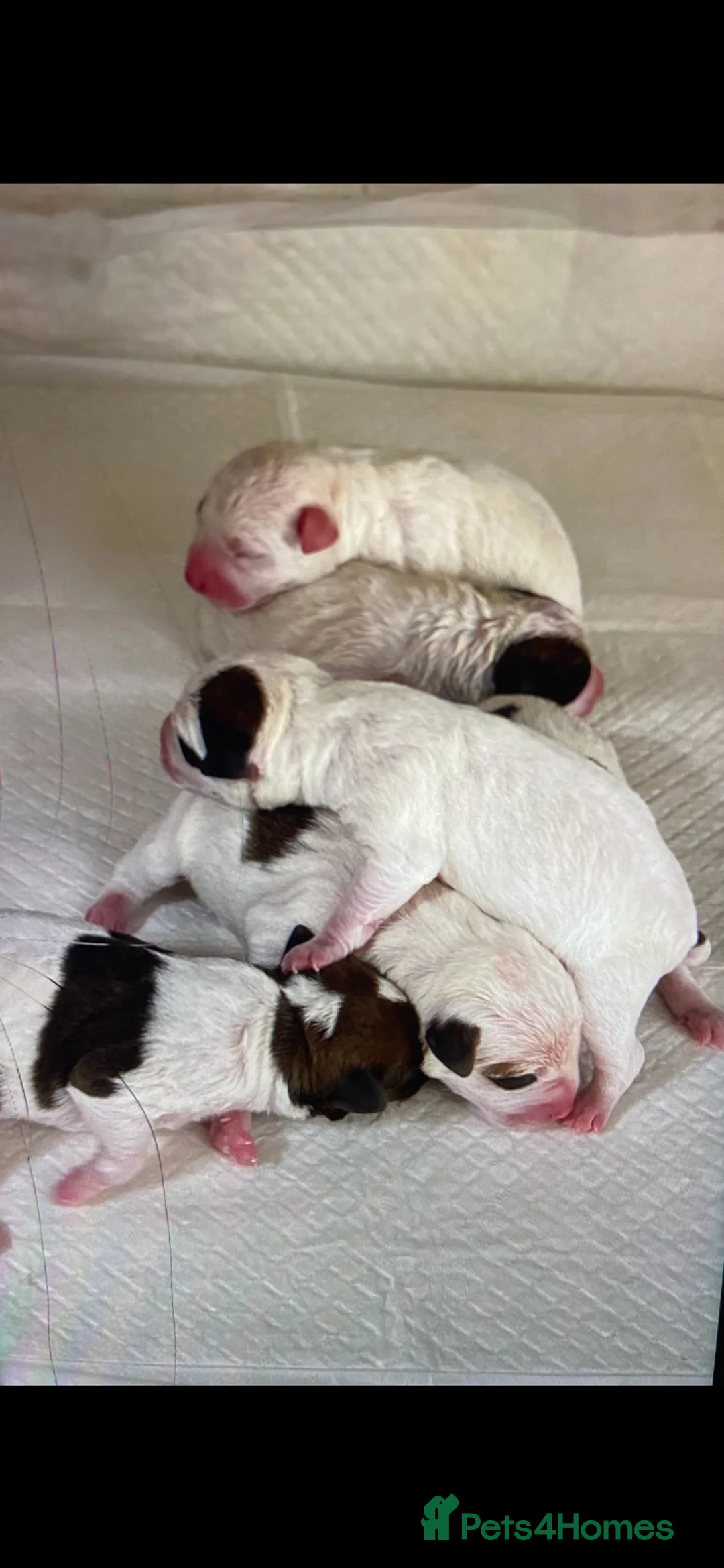 Jack Russell dogs for sale: 7 beautiful jack Russell puppies  - Advert 2