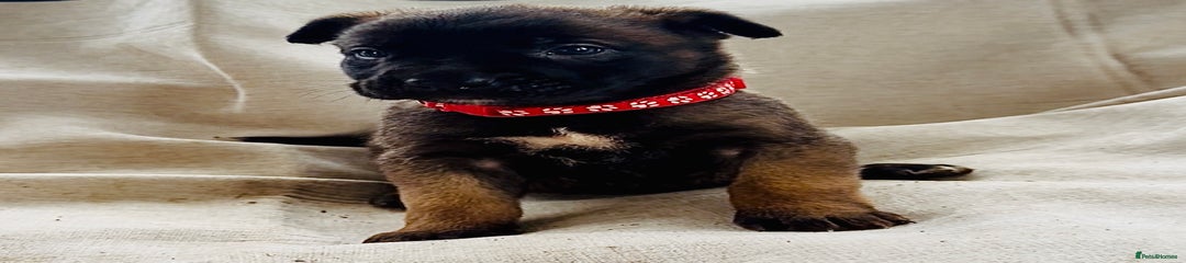 Belgian Shepherd Dog Puppy 6
