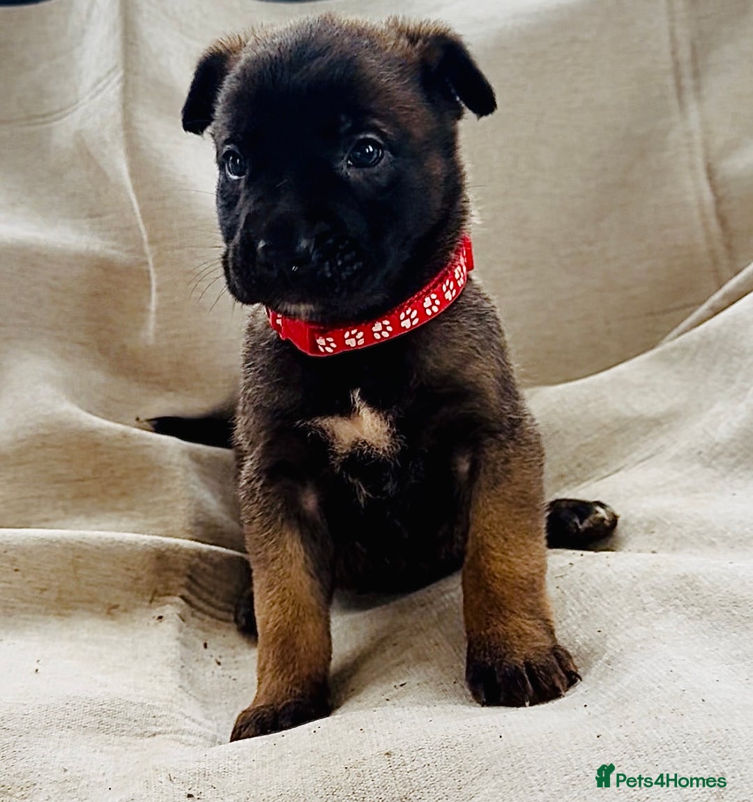 Belgian Shepherd Dog dogs for sale: Skye x Nines very last litter ever! 3B &7G  - Image 31