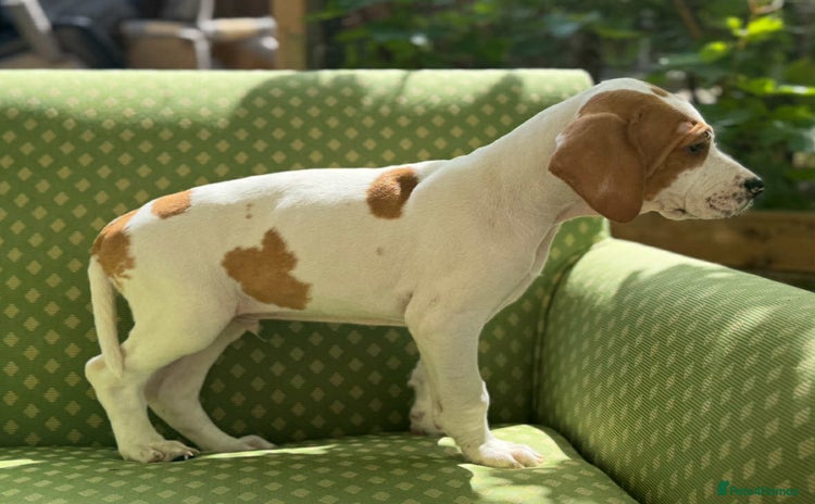Pointer dogs - Advert 1