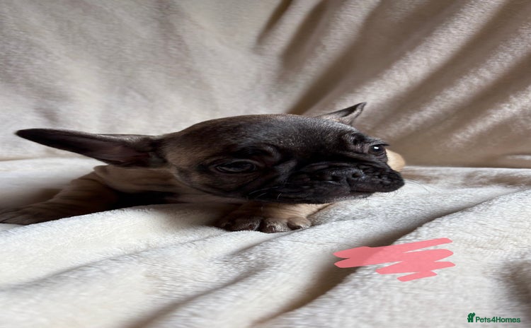 French Bulldog dogs - Advert 7