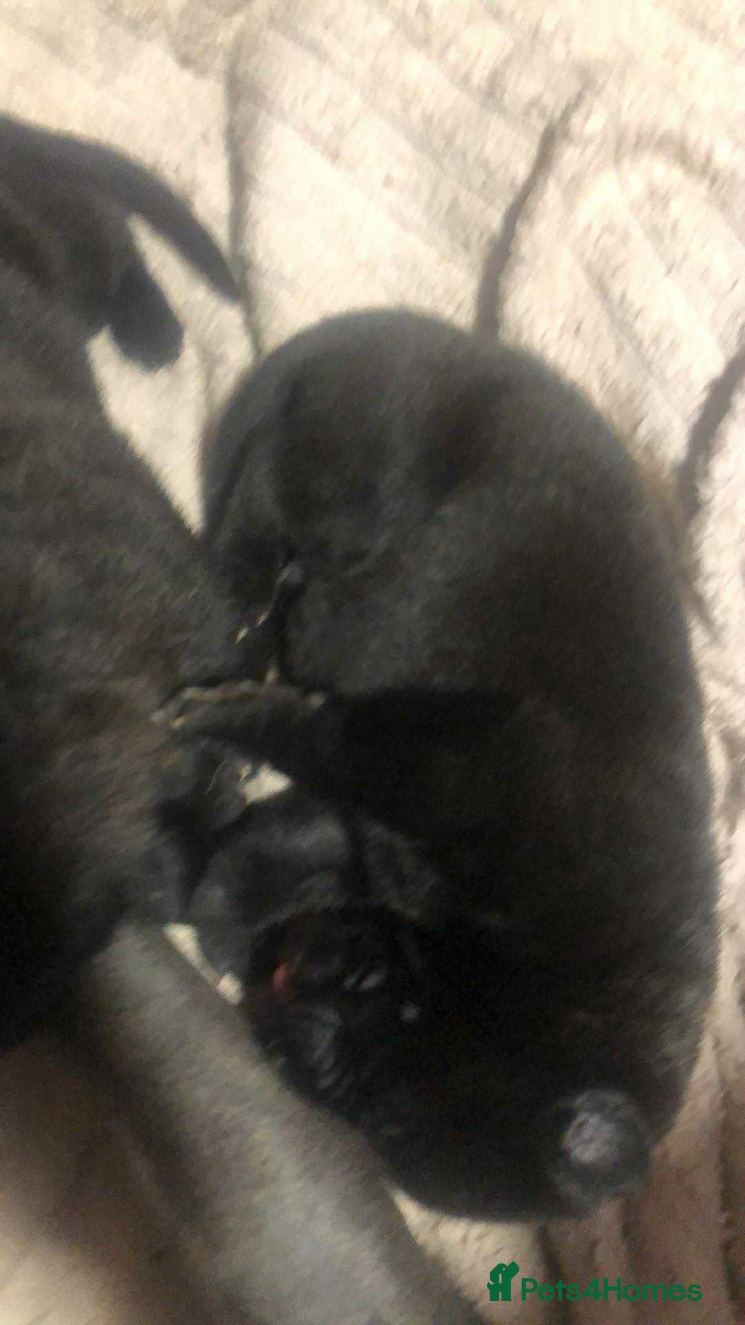 Mixed Breed dogs for sale: Cane corso cross German shepherd puppy’s  - Image 20